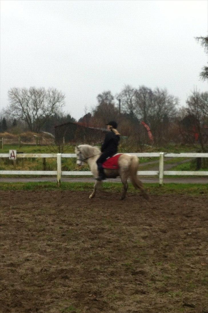 Welsh Mountain (sec A) Miss Corona<3 *red* billede 14