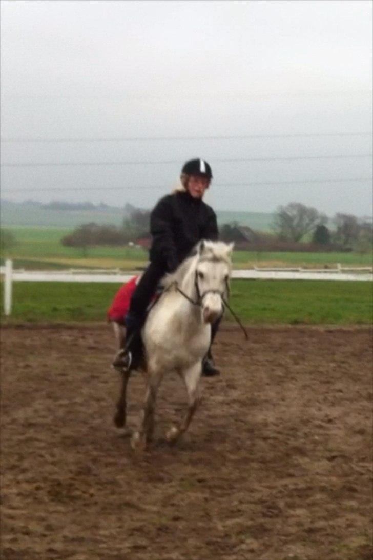 Welsh Mountain (sec A) Miss Corona<3 *red* - Tak fordi i kiggede med:) billede 15