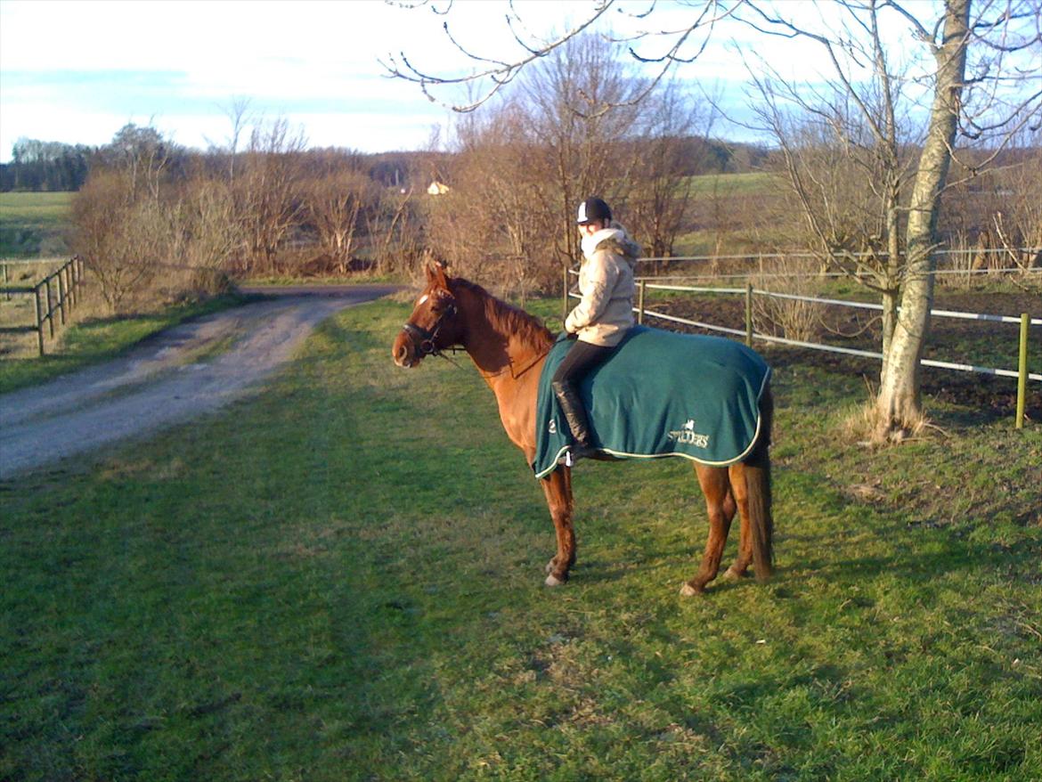 Dansk Varmblod Triton Oliver billede 11