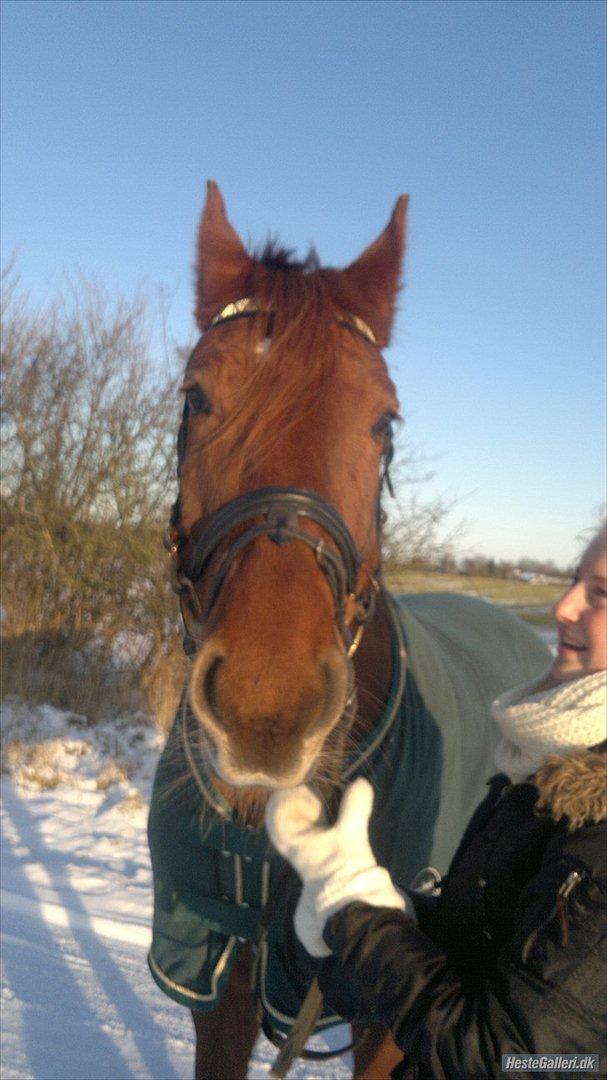 Dansk Varmblod Triton Oliver billede 12