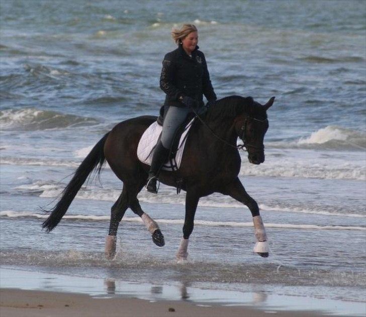 Tysk Varmblod Hotmail S billede 6