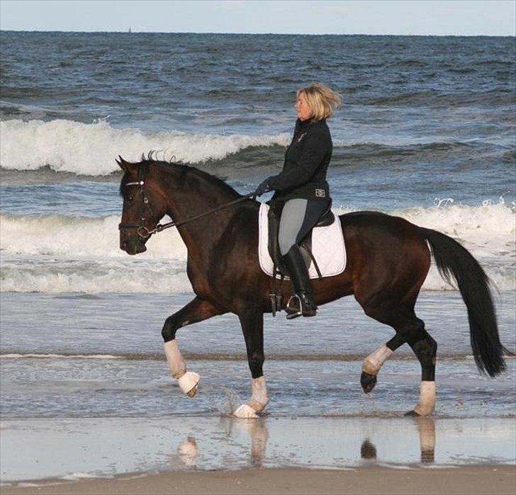 Tysk Varmblod Hotmail S billede 13