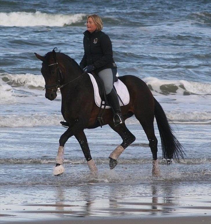 Tysk Varmblod Hotmail S billede 14