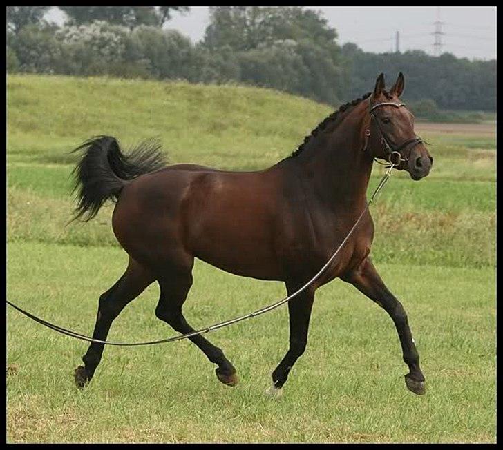 Tysk Varmblod Hotmail S billede 15