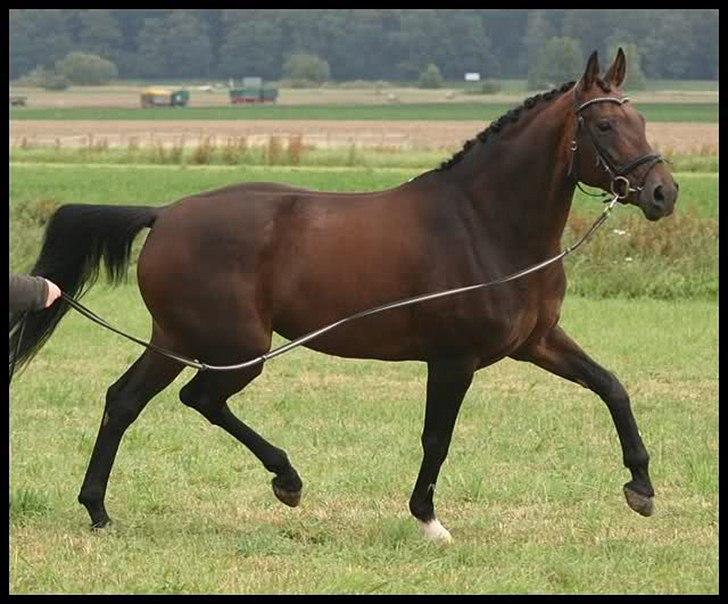 Tysk Varmblod Hotmail S billede 10