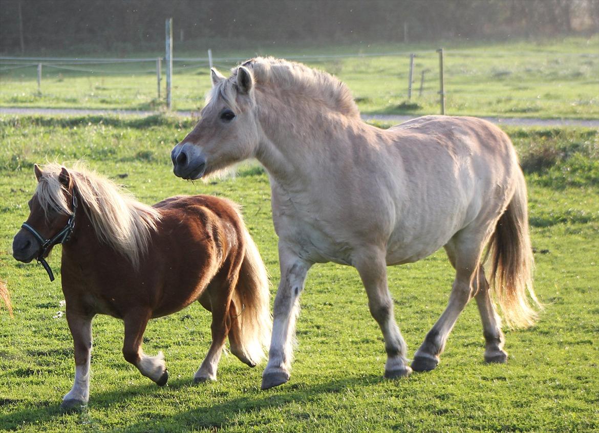 Shetlænder Okkermand - De bedste venner <3 billede 13