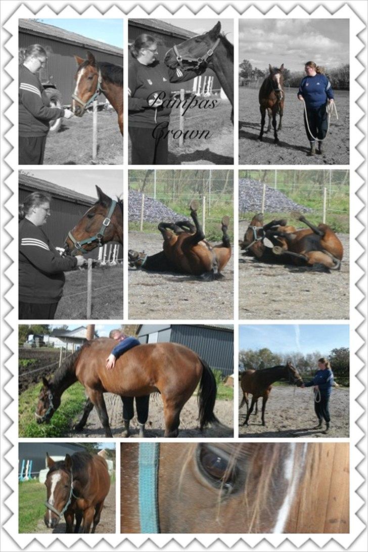 Traver Pampas Crown - Billeder fra vores sidste timer sammen. :'( billede 17