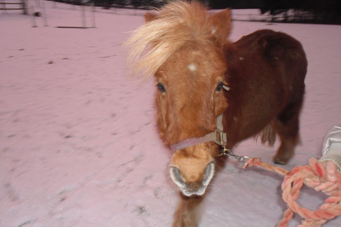 Shetlænder Snefnug(passepony) - Trav!!:D billede 1