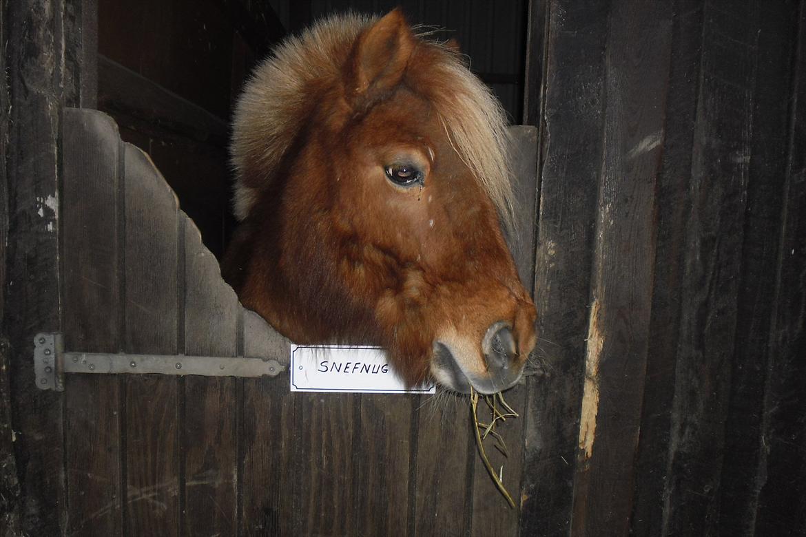 Shetlænder Snefnug(passepony) - Smukke dyret!!<3<3 billede 2