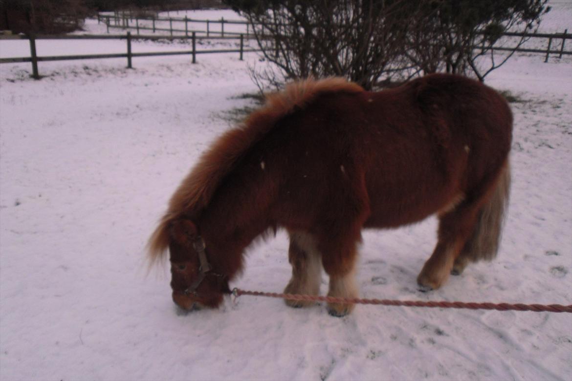 Shetlænder Snefnug(passepony) - Snebillede!!:D billede 3