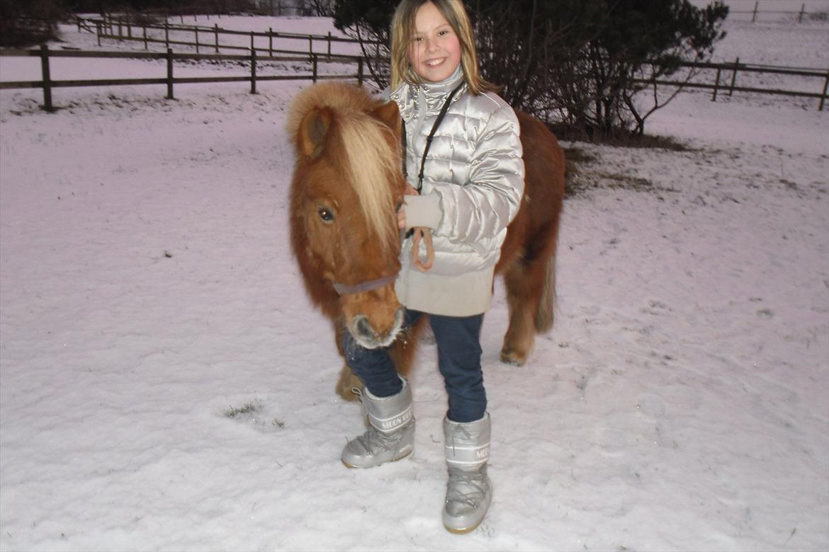 Shetlænder Snefnug(passepony) - Sniffer og Miiiig!!8) billede 4