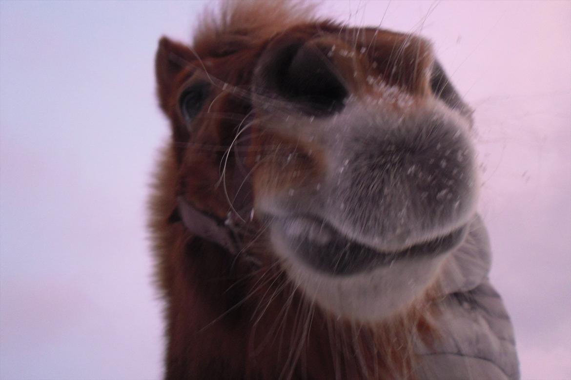 Shetlænder Snefnug(passepony) - Snemule!!<3 billede 5