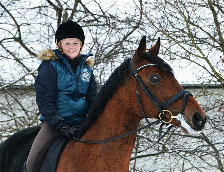 Dansk Varmblod Sandbæk's Mirage  billede 1