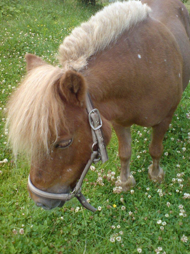 Shetlænder Snefnug(passepony) - Putten på fold!<3 billede 6