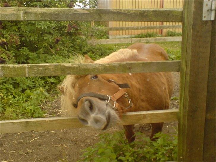 Shetlænder Snefnug(passepony) - Fjollehoved!!:D billede 7