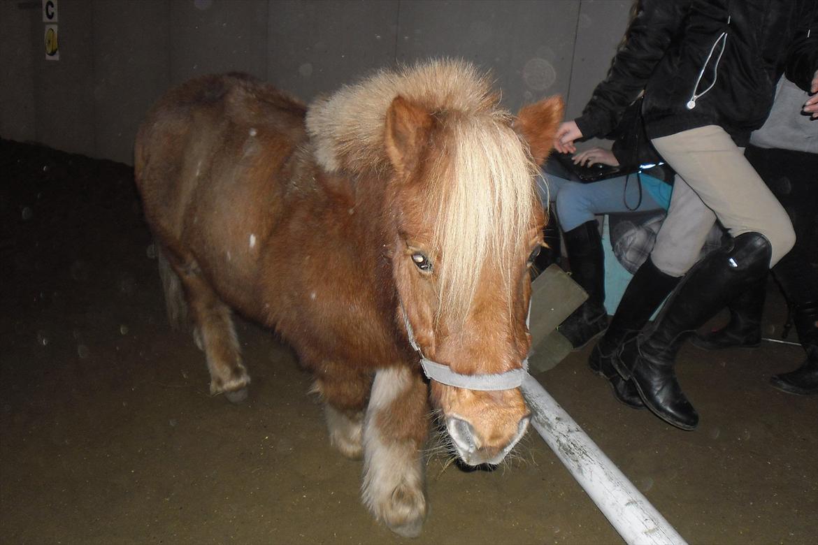 Shetlænder Snefnug(passepony) - Igen i det lille ridehus!!;) hygge:D billede 8