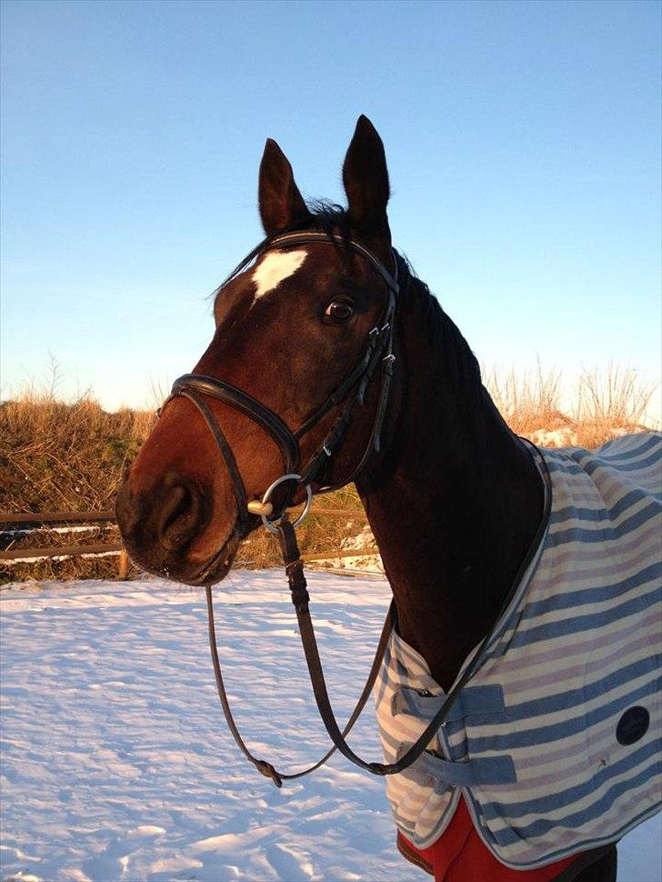Dansk Varmblod Ti Amo De L (tidligere part) - skatten i sneen!<3<3 billede 16