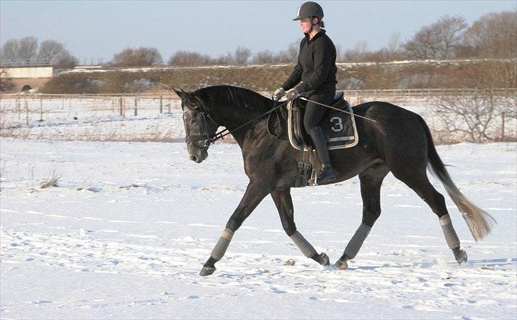 Trakehner Harmon - Træning i sneen. Febr 2012 billede 14