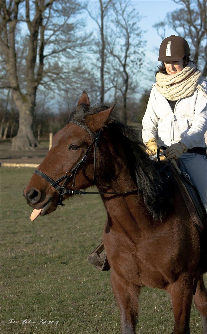 Standardbred Pettachi | Charlie - Foto: Michael | Min hest ser jo top intelligent ud ;) billede 15