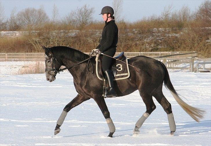 Trakehner Harmon - Træning. Febr 2012 billede 16