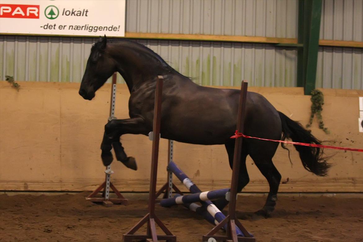 Frieser Tjitske fan de Adelvej SPORT - Foto Rikke J. billede 28