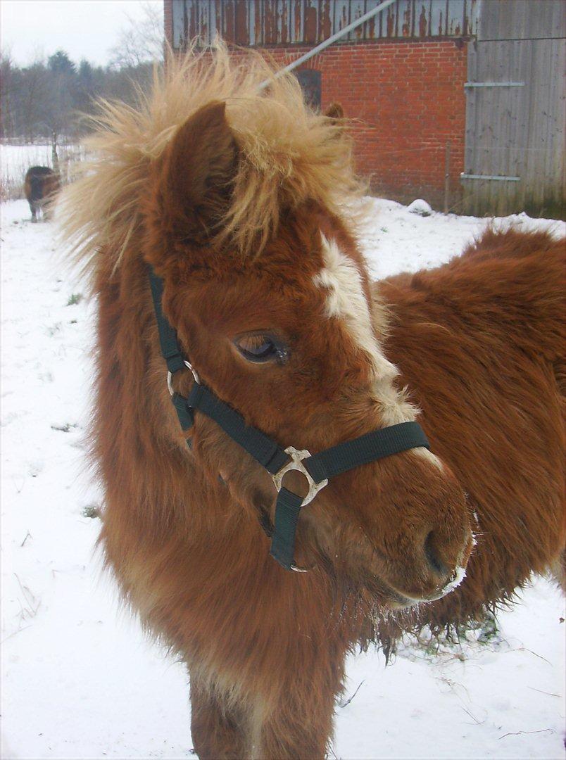 Islænder Steik Fra Ny Amtoftgaard billede 1