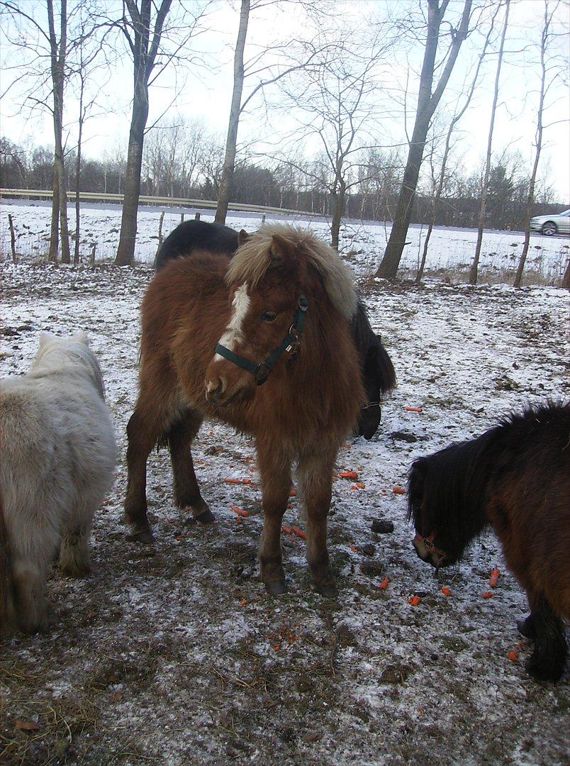 Islænder Steik Fra Ny Amtoftgaard billede 2