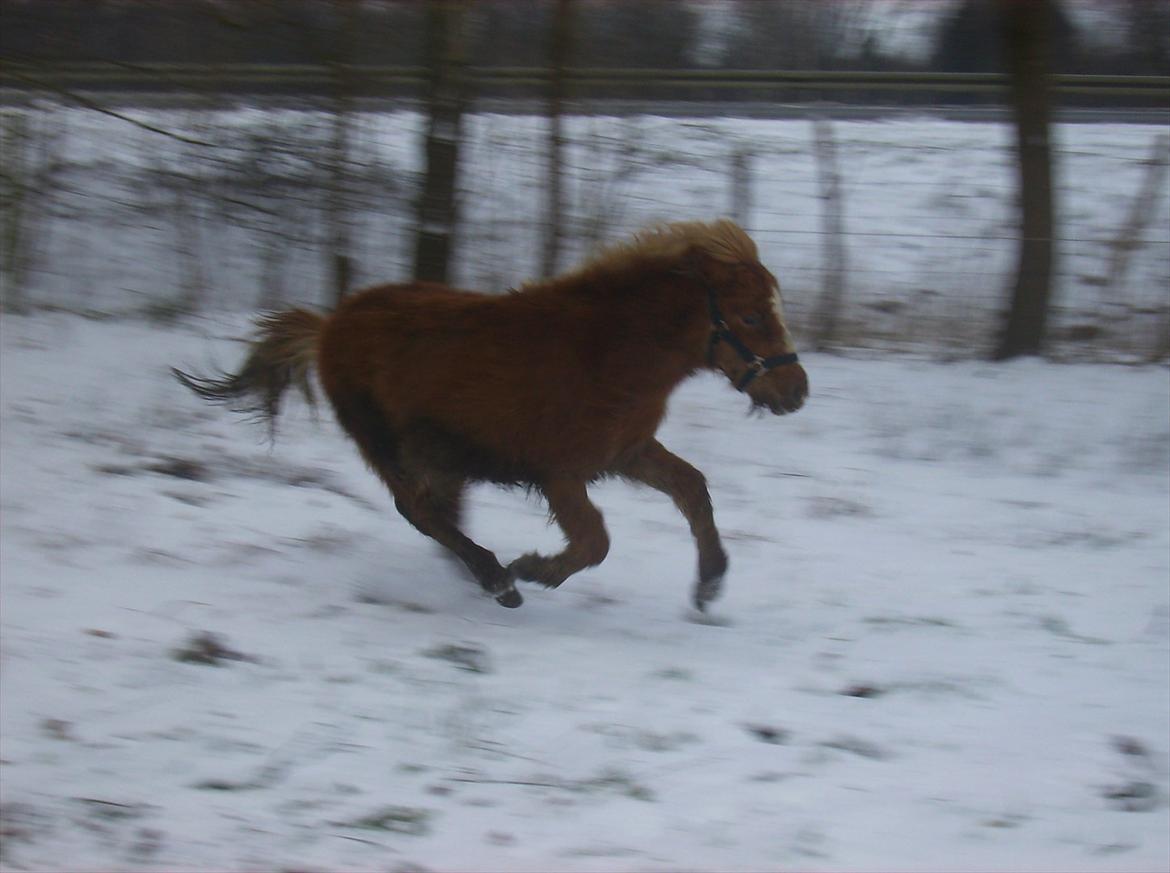 Islænder Steik Fra Ny Amtoftgaard billede 3