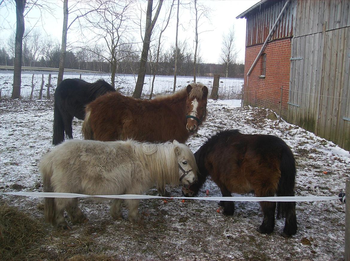 Islænder Steik Fra Ny Amtoftgaard billede 4