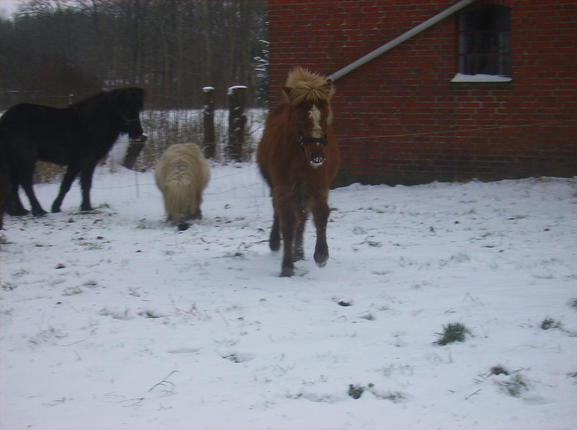 Islænder Steik Fra Ny Amtoftgaard billede 5
