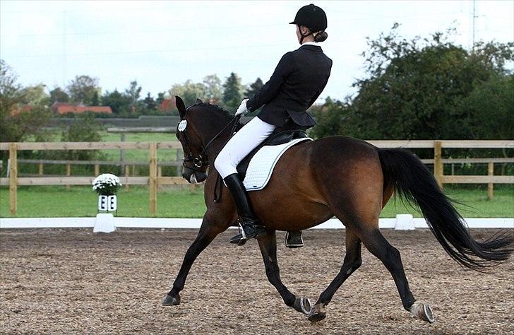 Anden særlig race Troldegårdens Bailey  - Distriktmesterskab 2011 billede 16