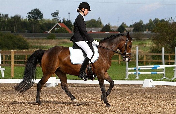 Anden særlig race Troldegårdens Bailey  - Distriktmesterskab 2011 billede 17