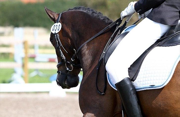 Anden særlig race Troldegårdens Bailey  - LA1 <3
 billede 18