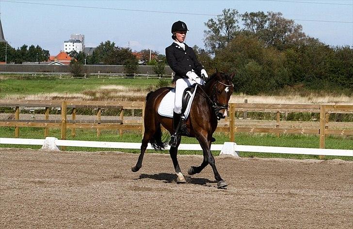 Anden særlig race Troldegårdens Bailey  - Distriktmesterskab 2011 billede 19
