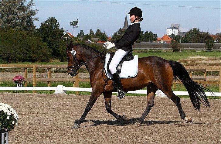 Anden særlig race Troldegårdens Bailey  - Distriktmesterskab 2011 billede 20