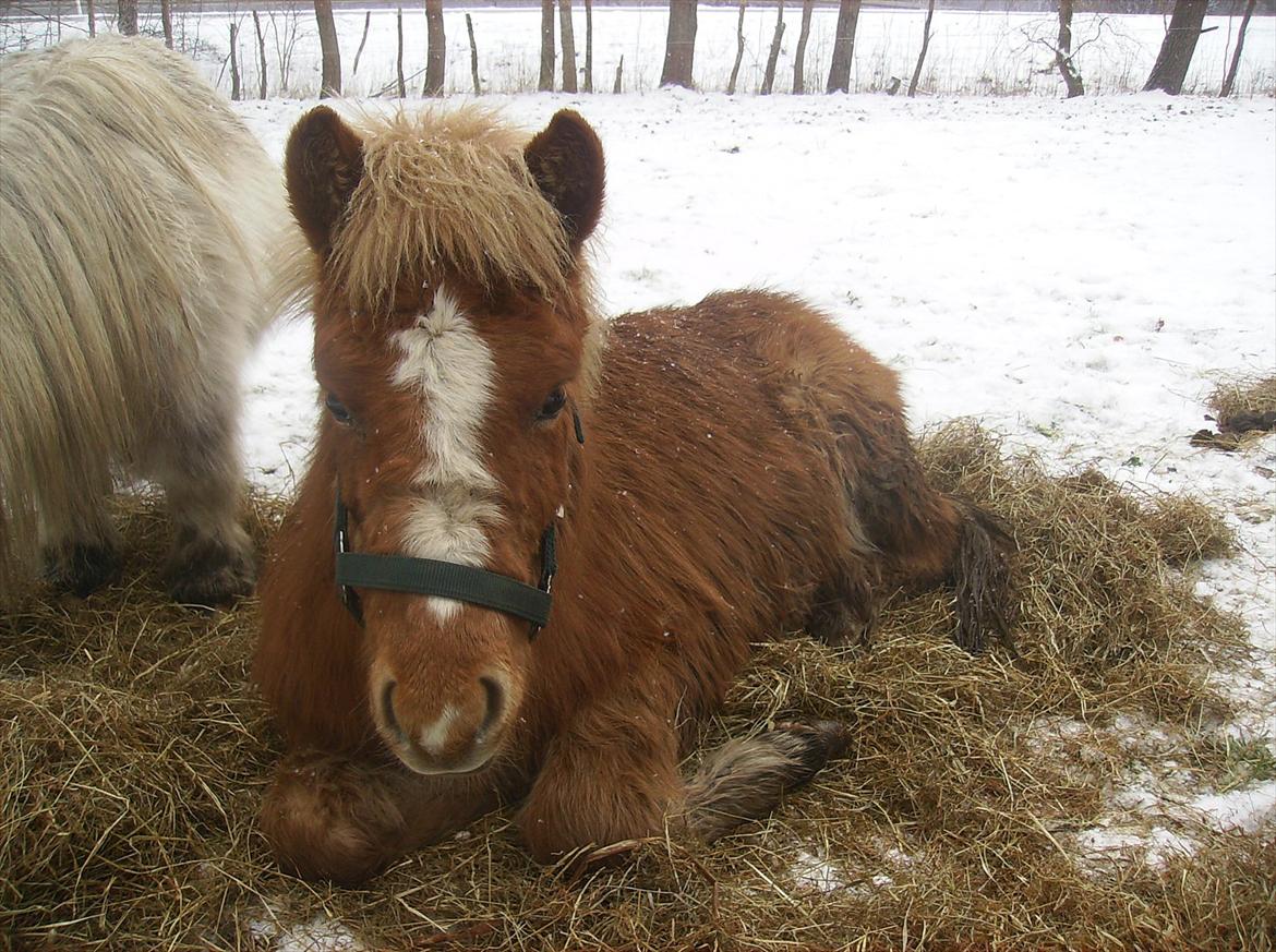 Islænder Steik Fra Ny Amtoftgaard billede 6
