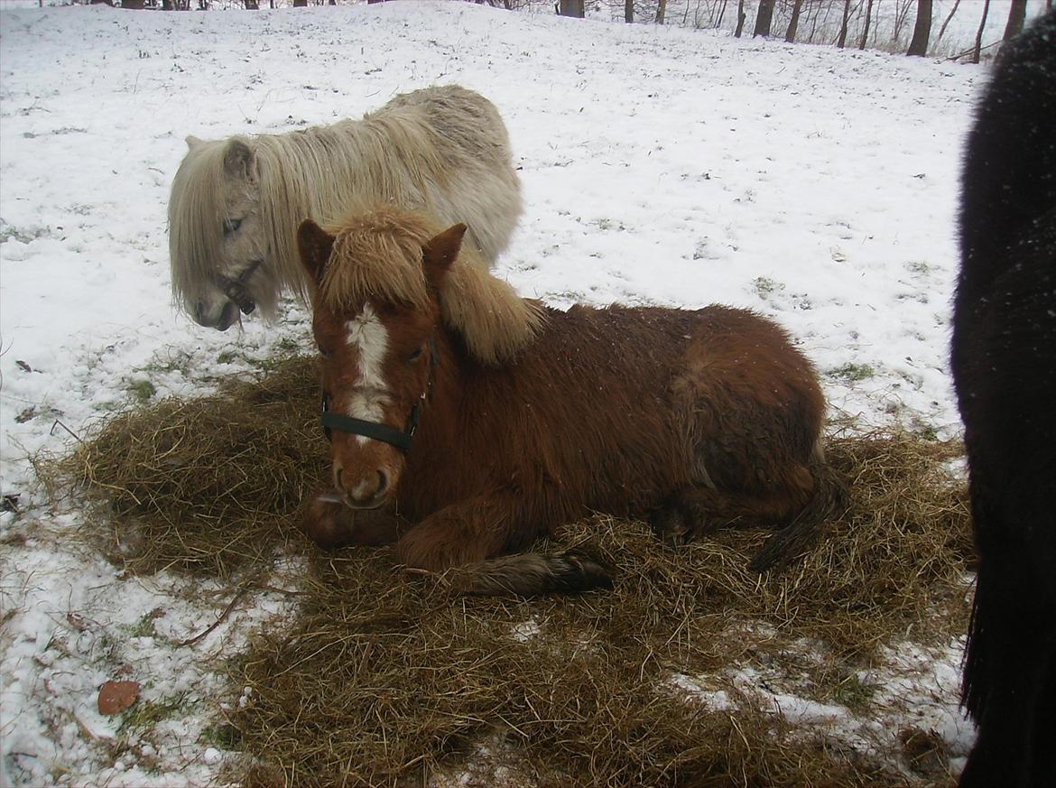 Islænder Steik Fra Ny Amtoftgaard billede 7