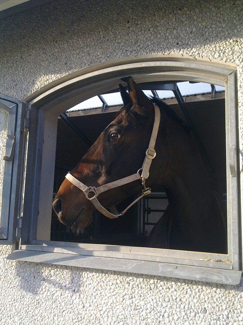 Dansk Varmblod Ti Amo De L (tidligere part) - sommer 11<3 billede 17