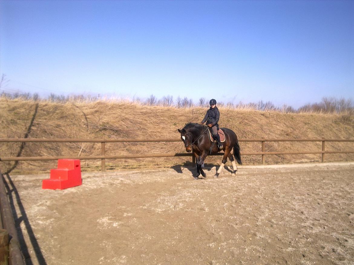 Dansk Varmblod Ti Amo De L (tidligere part) - første gang på bamsen!<3 billede 18