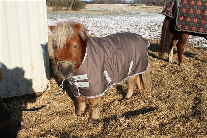 Shetlænder Tarzan billede 11