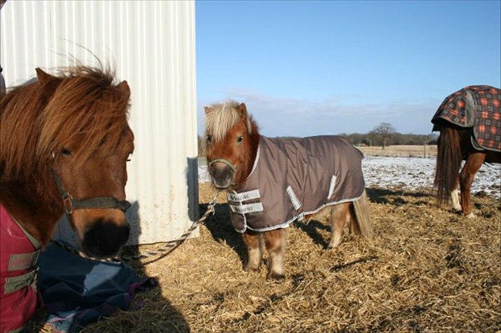 Shetlænder Tarzan billede 12