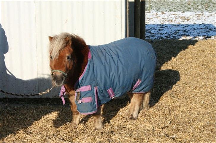 Shetlænder Tarzan billede 13