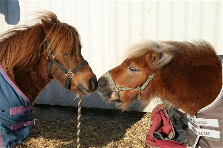 Shetlænder Tarzan billede 14
