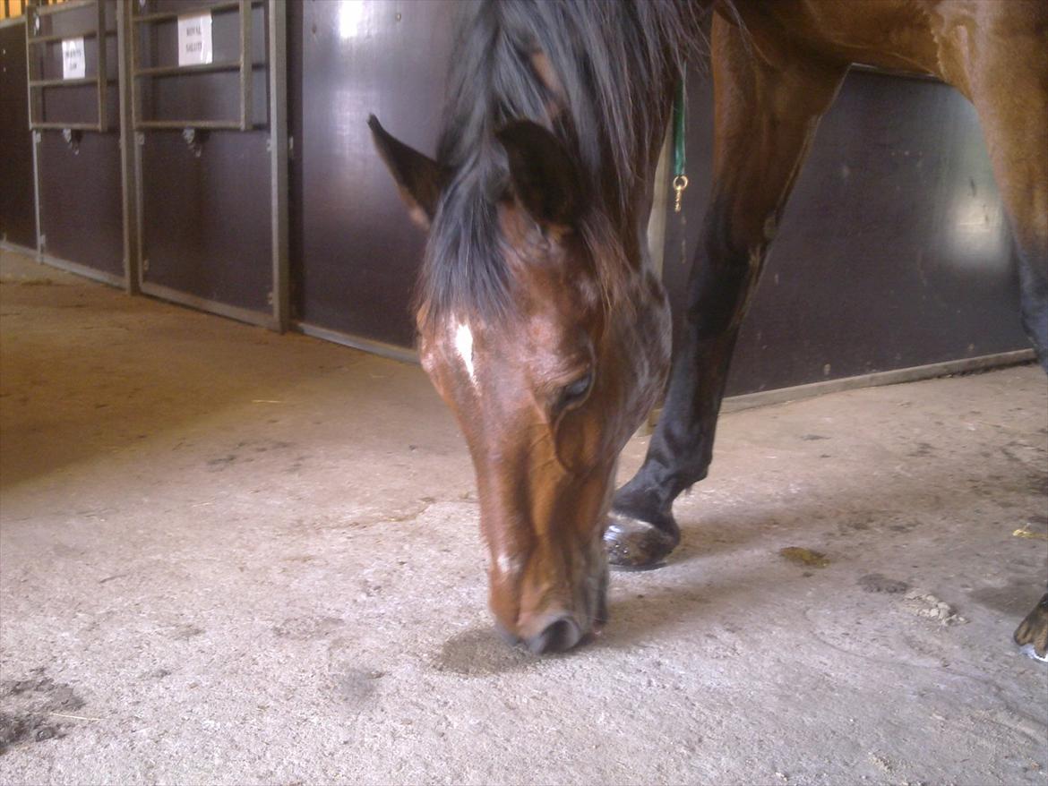 Dansk Varmblod Casino Ringo Starr (himmelhest 28.08.2018) - Casino Ringo Starr fandt noget spændende på staldgangen, og SÅ blev der slikket, slikket og slikket. Skøre gamle dreng. billede 4