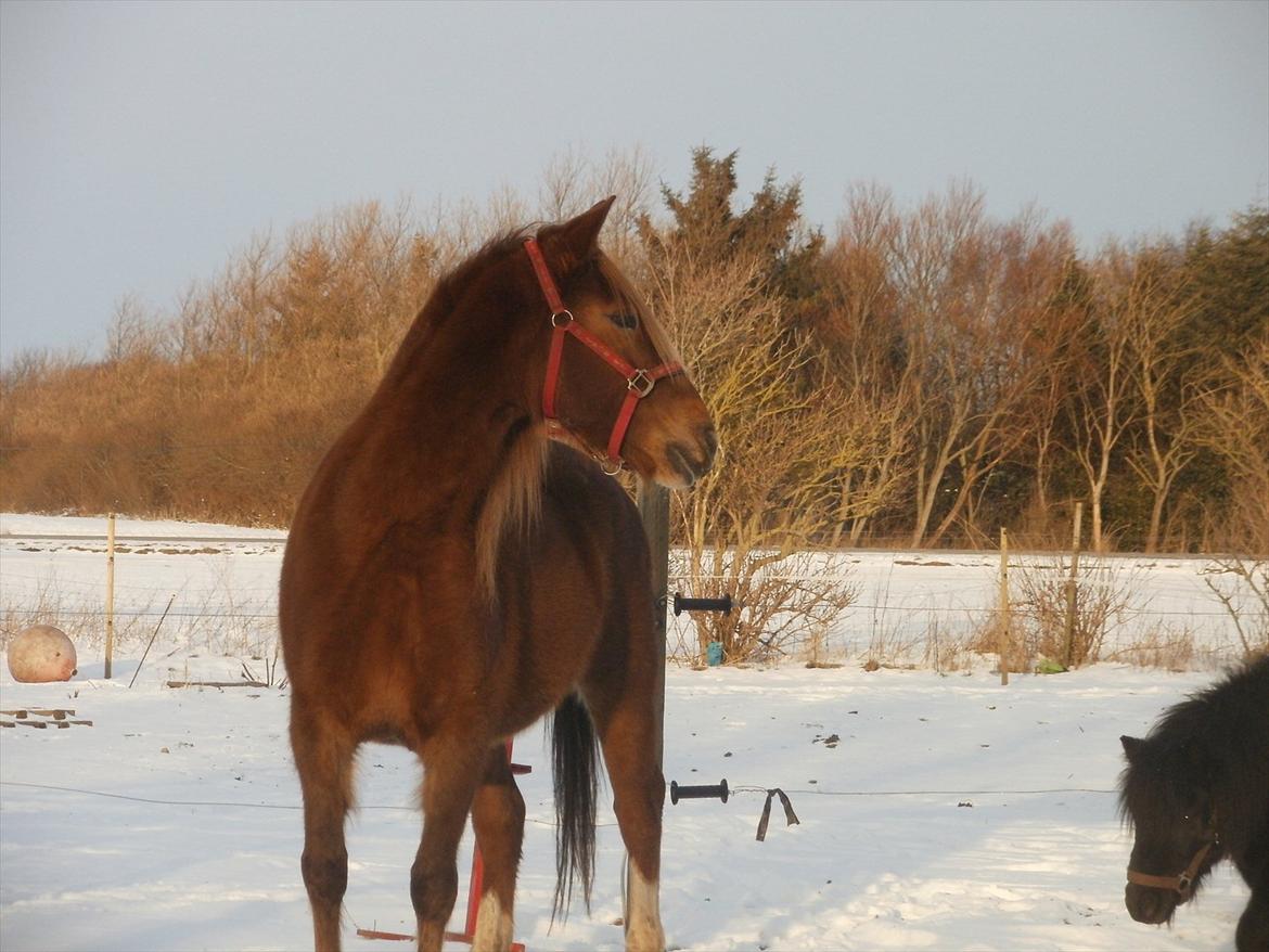 Anden særlig race MJ Mille | Tidl Låne Hest billede 6