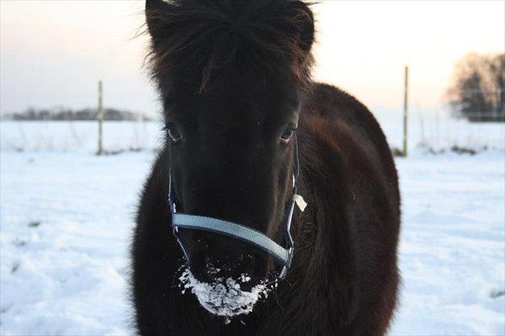 Shetlænder Molly - Sneprinsessen <3 billede 9