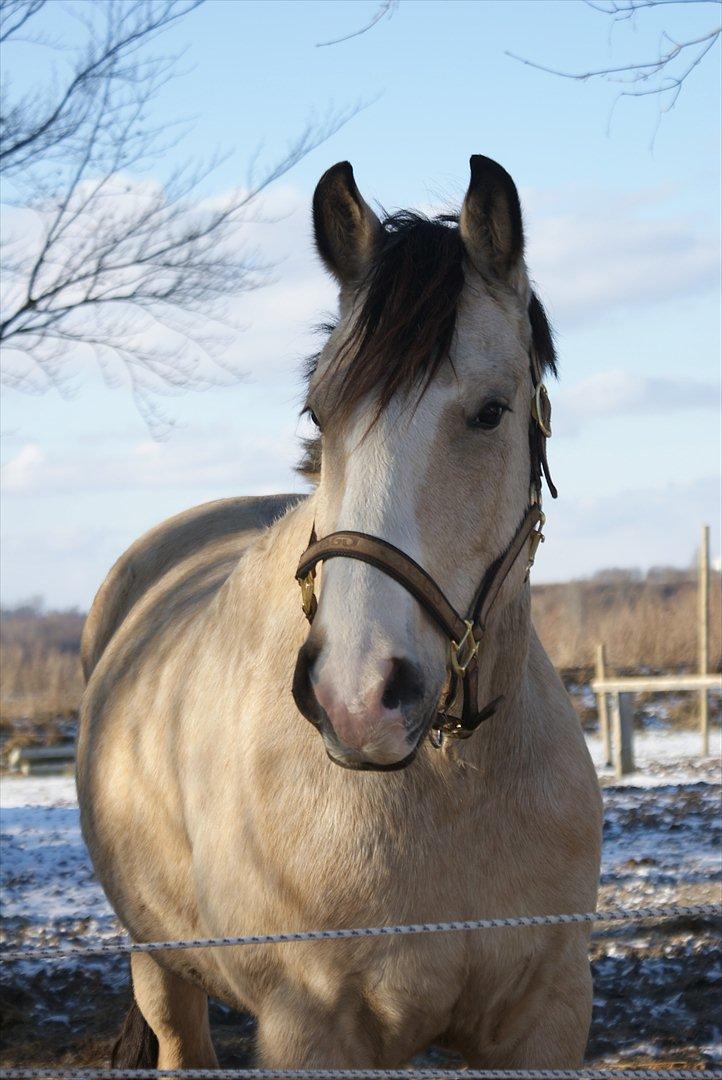 Frederiksborg Kirkebakkens Royal Gold billede 7