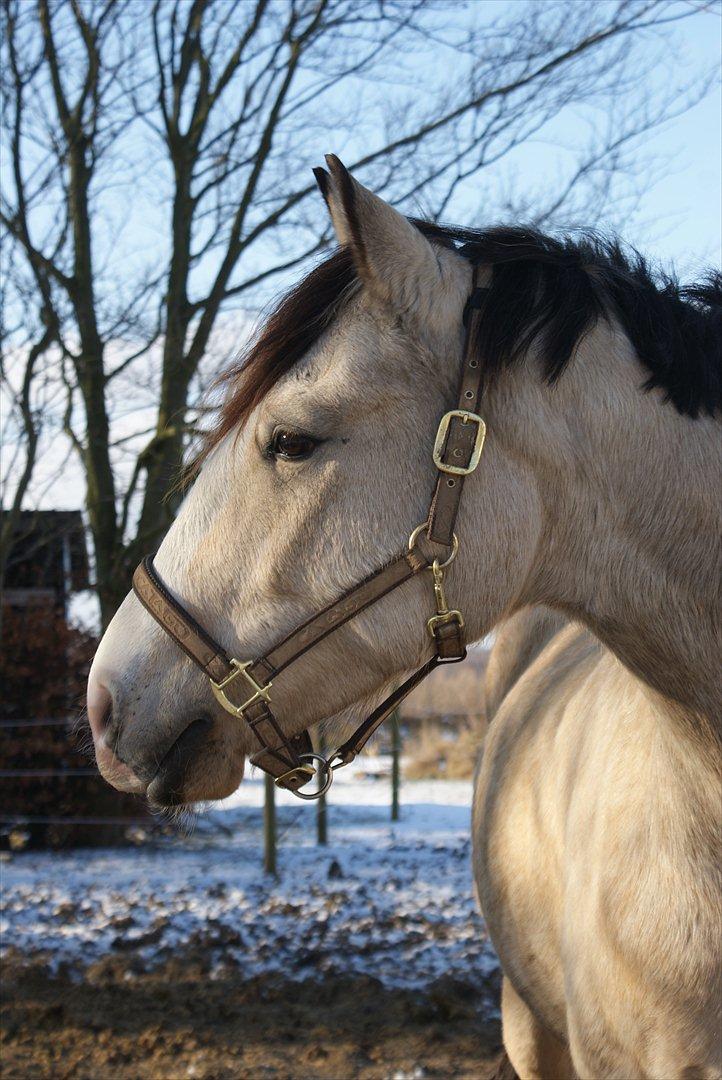 Frederiksborg Kirkebakkens Royal Gold billede 8