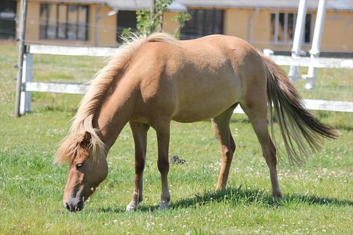 Islænder Audna **PRINSESSEN** - Smukke Isprinsesse, da det var sommer <3 Billede af: Natasja :) billede 8