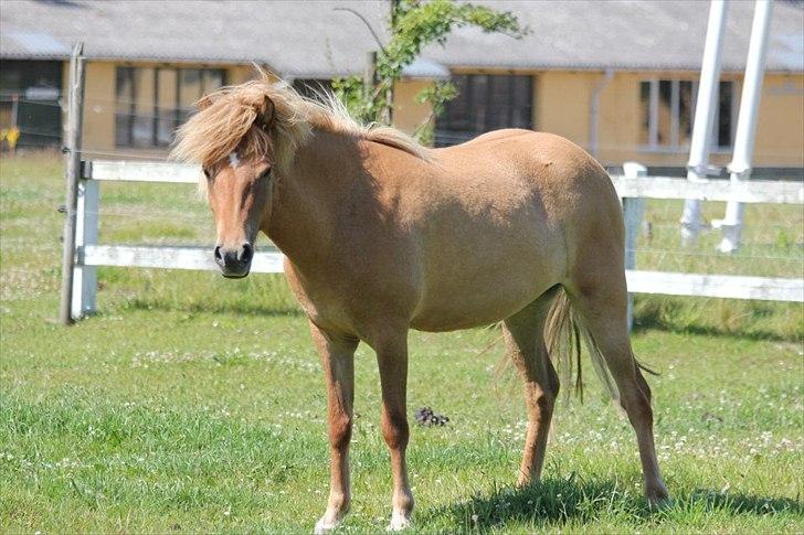 Islænder Audna **PRINSESSEN** - <3 glæder mig til alt det vi skal lave sammen ;) Billede af Natasja :) billede 9